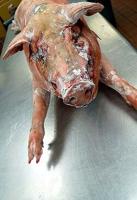 Cochon 555 Chefs, Meet Your Hogs