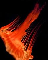 They Give Us Those Nice Bright Colors