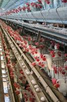 Chickens Come Home to Roost: Prop 2 Hits Egg Prices