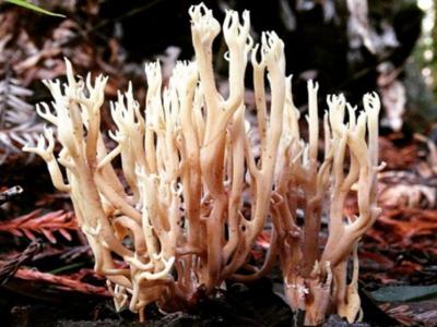 screen-shot-2016-12-01-at-4-32-53-pm