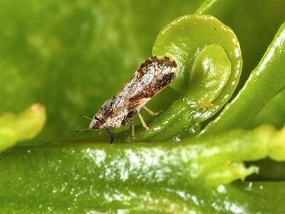 image-2019-01-17 (1)