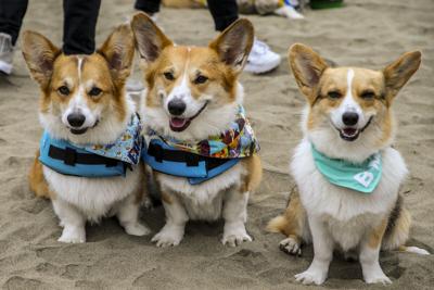 2019 Corgi-Con NorCal at Ocean Beach, San Franciscio, California