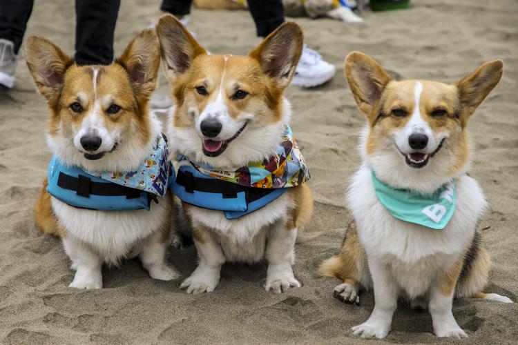 CorgiCon Summer at Ocean Beach, June 15, 2019