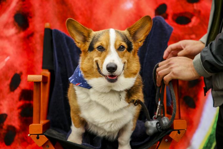 CorgiCon Summer at Ocean Beach, June 15, 2019