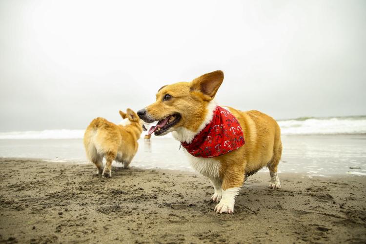 CorgiCon Summer at Ocean Beach, June 15, 2019