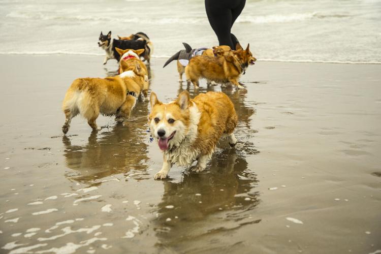CorgiCon Summer at Ocean Beach, June 15, 2019