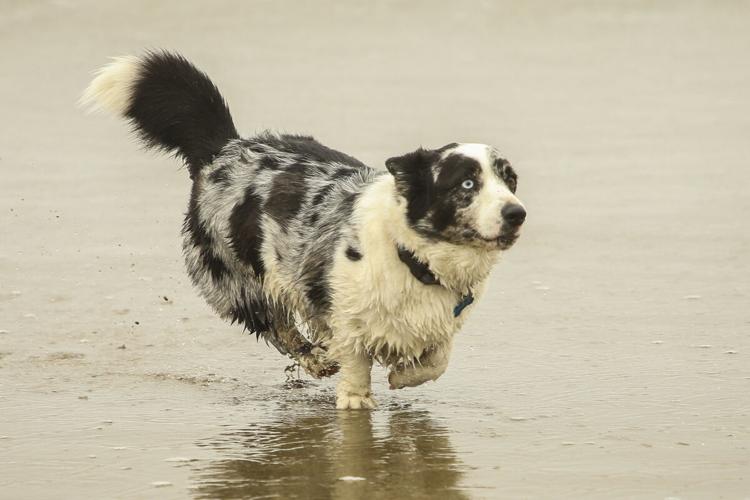 CorgiCon Summer at Ocean Beach, June 15, 2019