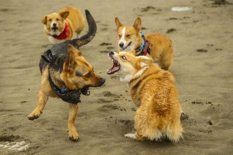 CorgiCon Summer at Ocean Beach, June 15, 2019