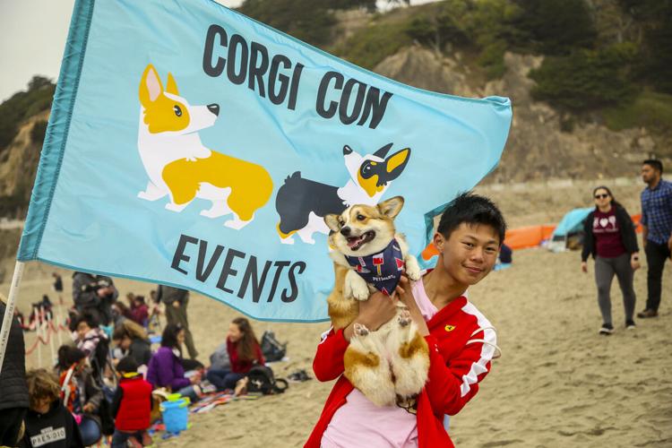 CorgiCon Summer at Ocean Beach, June 15, 2019
