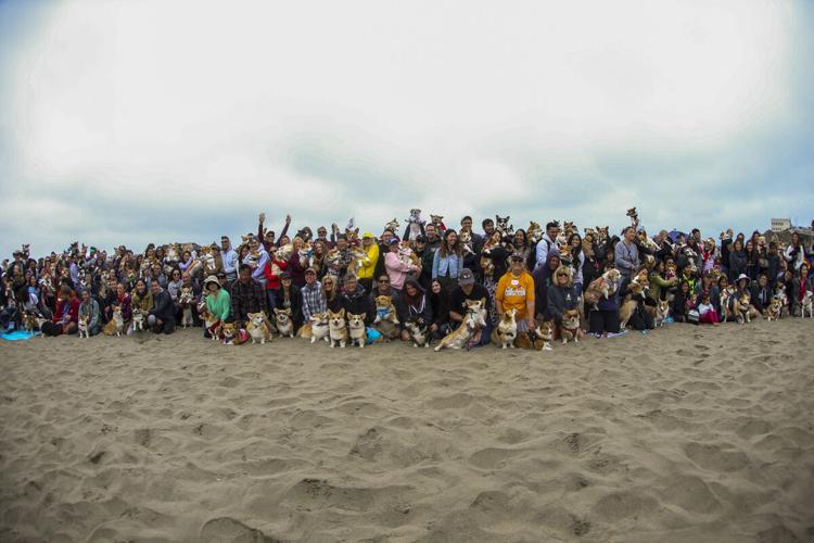 CorgiCon Summer at Ocean Beach, June 15, 2019