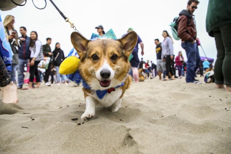 CorgiCon Summer at Ocean Beach, June 15, 2019