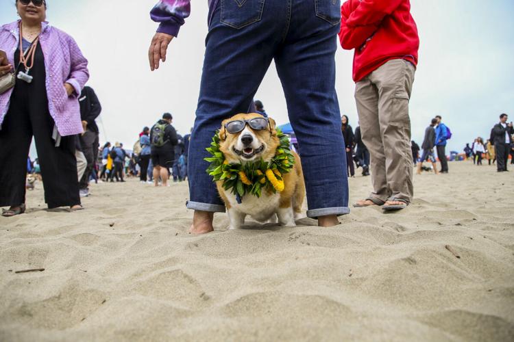 CorgiCon Summer at Ocean Beach, June 15, 2019