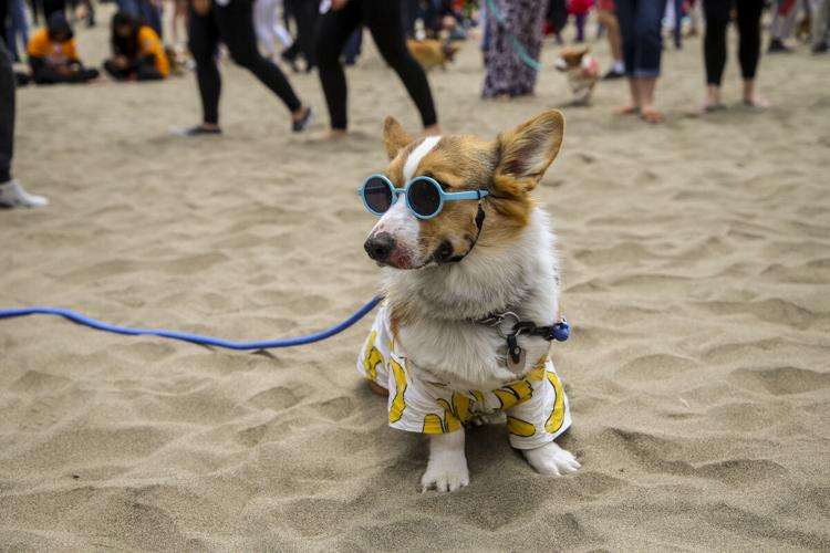 CorgiCon Summer at Ocean Beach, June 15, 2019