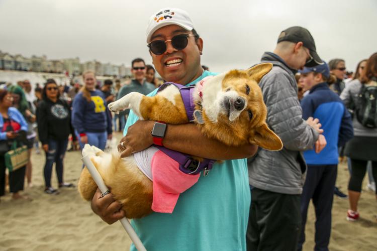 CorgiCon Summer at Ocean Beach, June 15, 2019
