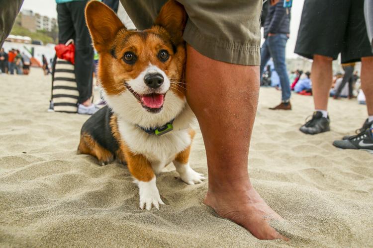 CorgiCon Summer at Ocean Beach, June 15, 2019