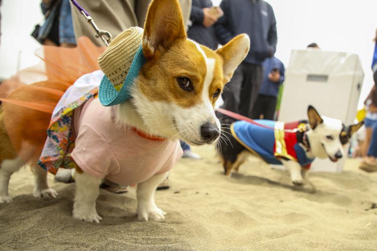 CorgiCon Summer at Ocean Beach, June 15, 2019