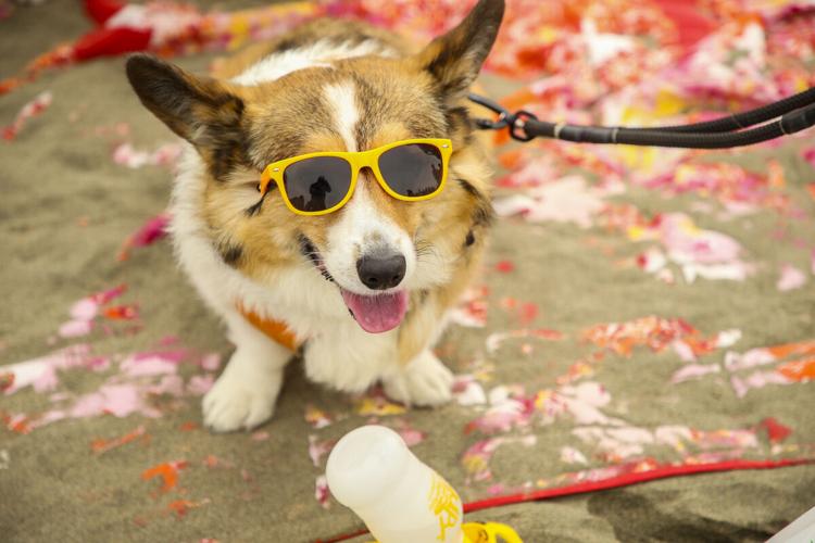 CorgiCon Summer at Ocean Beach, June 15, 2019