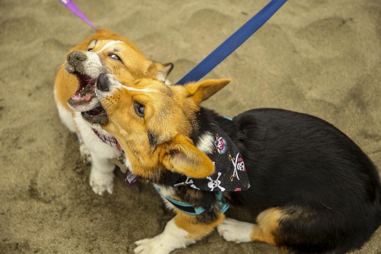 CorgiCon Summer at Ocean Beach, June 15, 2019
