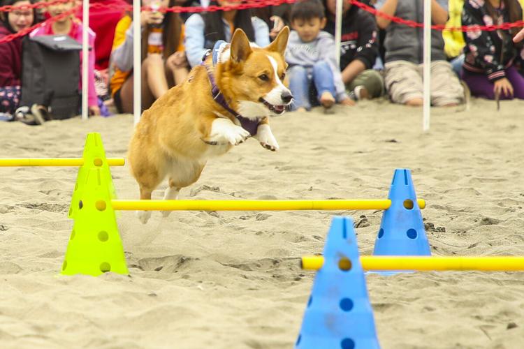 CorgiCon Summer at Ocean Beach, June 15, 2019