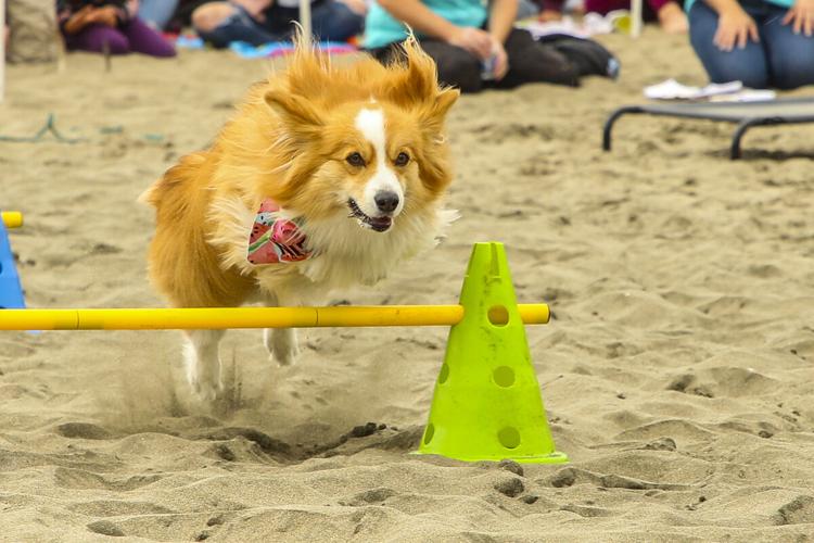 CorgiCon Summer at Ocean Beach, June 15, 2019
