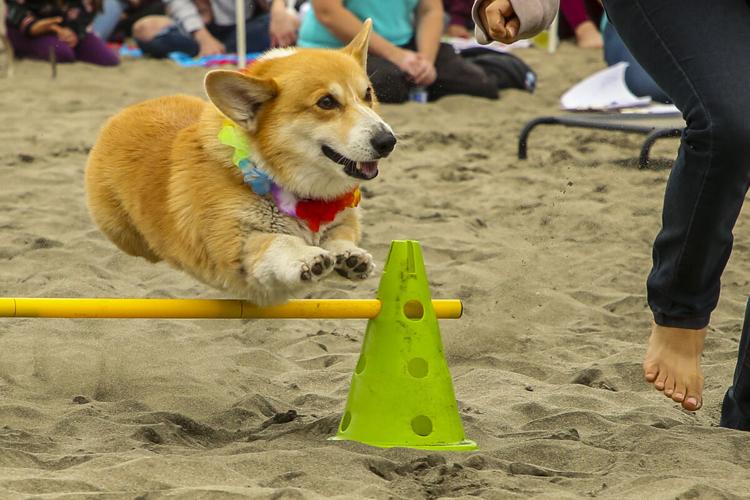 CorgiCon Summer at Ocean Beach, June 15, 2019