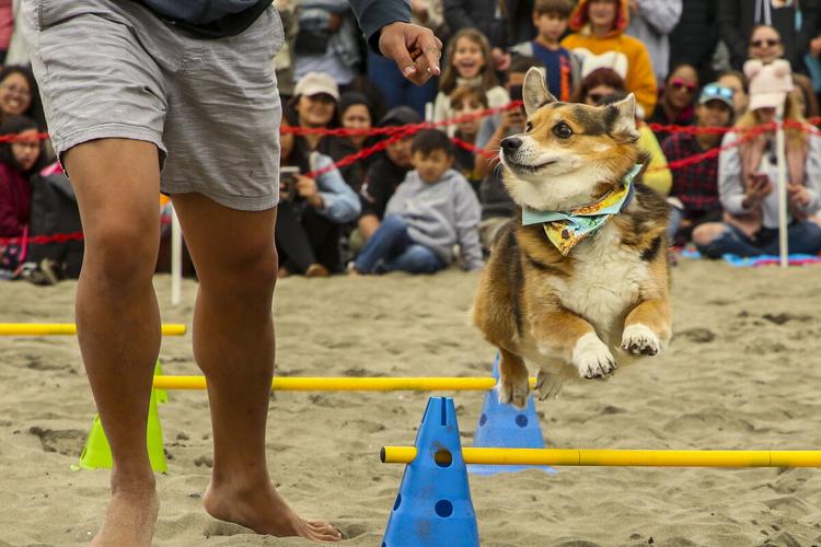 CorgiCon Summer at Ocean Beach, June 15, 2019