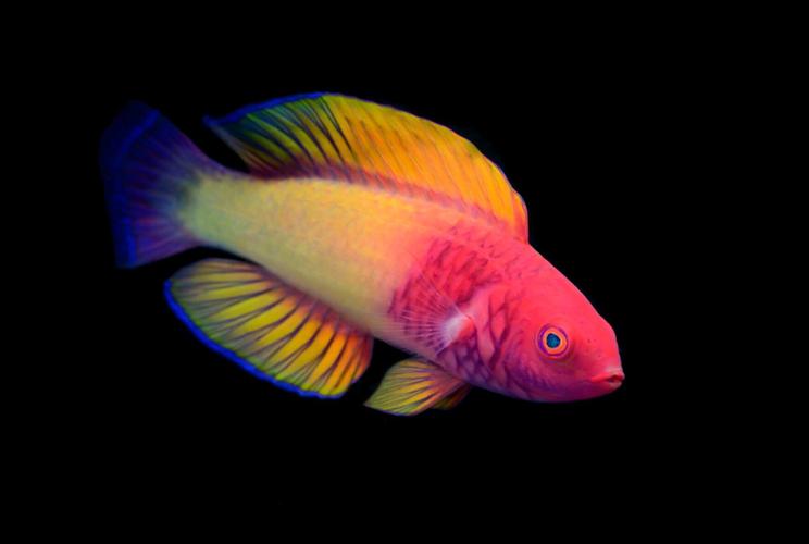 Rose-veiled Fairy Wrasse