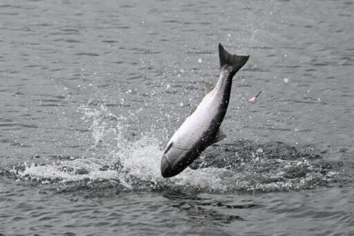 The COP16 meeting is themed 'Peace with Nature'
