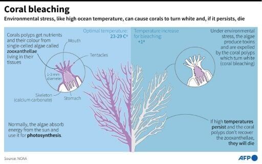 Coral bleaching can occur following higher than normal ocean temperatures